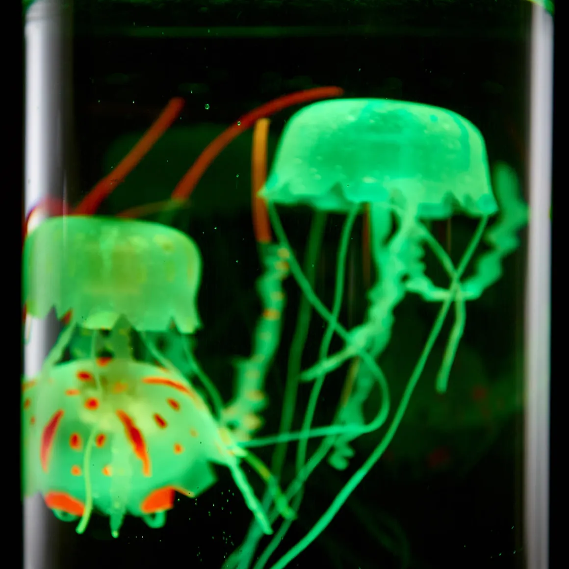 Jellyfish Aquarium