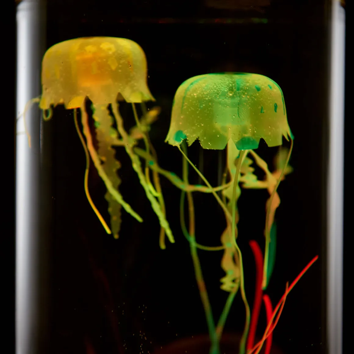 Jellyfish Aquarium