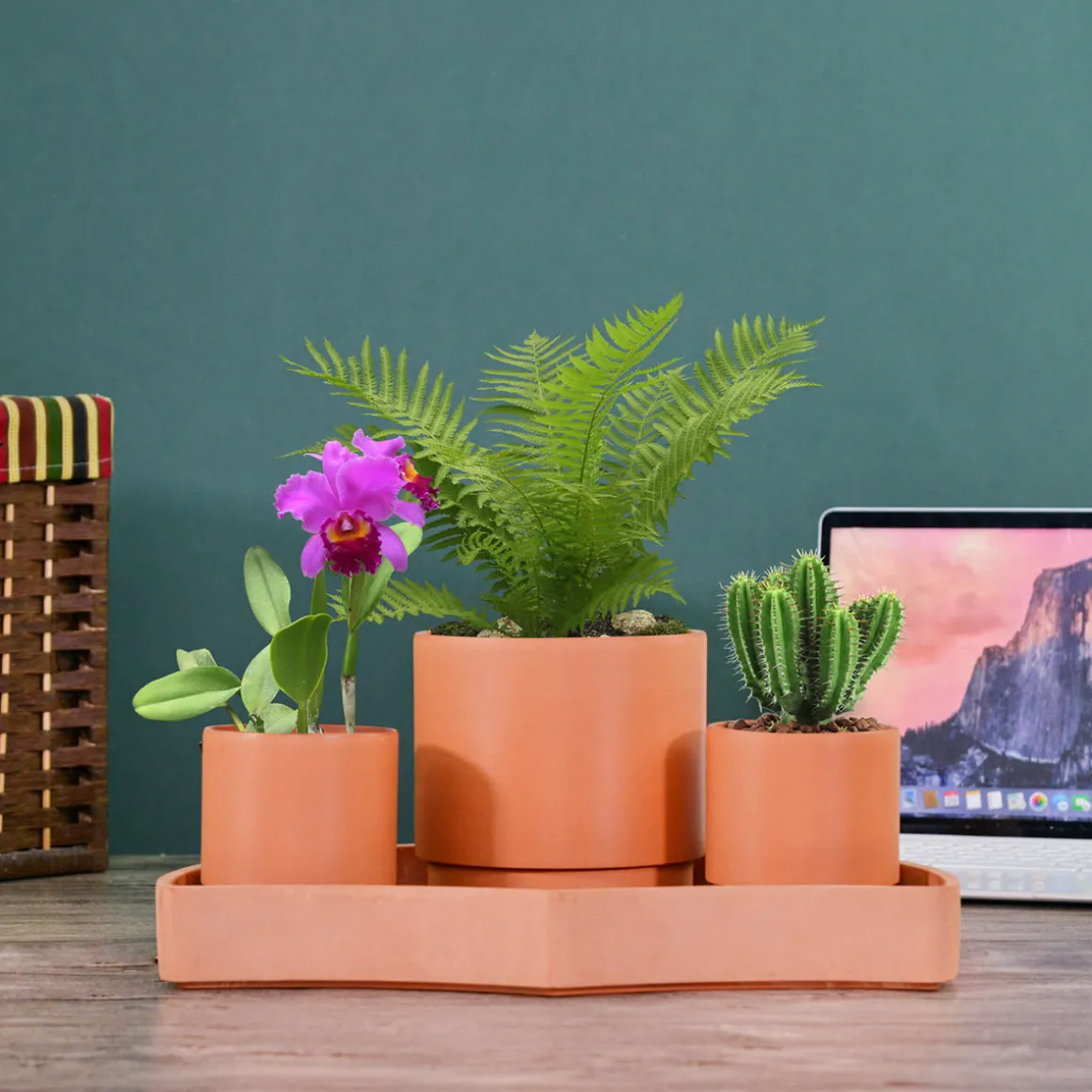 Tabletop Self-Watering Pot System for Indoor Plants (Set of 3)