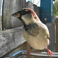 Video Camera Bird Feeder by Sharper Image