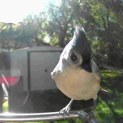 Video Camera Bird Feeder by Sharper Image